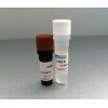 7Sea-Annexin V-RFP细胞凋亡检测试剂盒