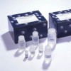 大鼠細胞色素P4502E1試劑盒Y11792A