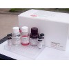 苏丹红ELISA检测试剂盒
