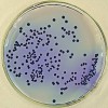 氯化钠结晶紫增菌液（弧菌（包括副溶血性弧菌、霍乱弧菌）
