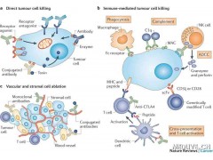 黑色素瘤细胞粘附分子CD146抗体价格_其他通