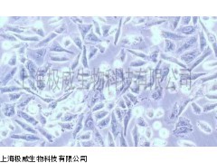 SV-40Z转化肺成纤维细胞WI38VA13细胞_供应