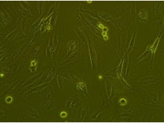 人非小细胞肺癌细胞,NCI-H524进口来源_供应