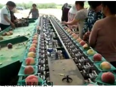 天津渔县分级桃子大小的选果机