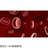 人张氏肝细胞；Chang liver