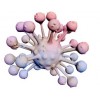 腺癌；恶性腺瘤细胞系，23132/87细胞