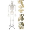 人体骨骼模型,解剖模型