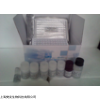 48t/96t 小鼠髓磷脂堿性蛋白(MBP)ELISA試劑盒