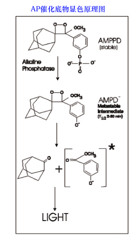 中文名称:碱性磷酸酶,偶联级英文名称:alkaline phosphatase