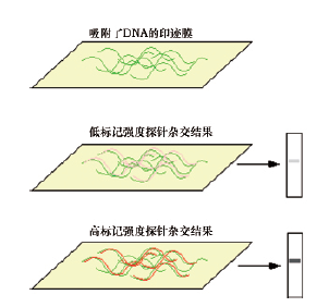 天净沙非同位素探针杂交试剂盒