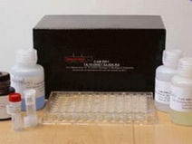 大鼠抗甲状腺过氧化物酶抗体(TPO-Ab)ELISA Kit