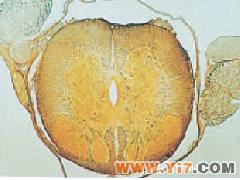hn04脊髓横切切片