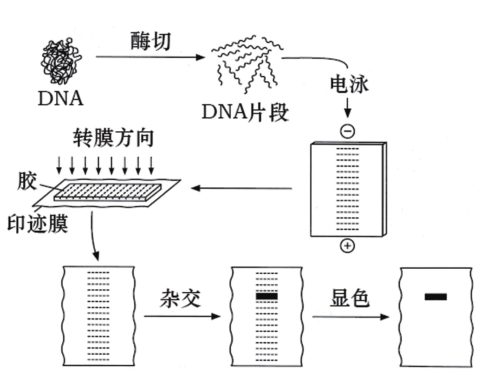 northern杂交图图片